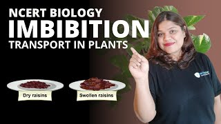 What is imbibition Class 11  Plant physiology Transport in plants [upl. by Annael]