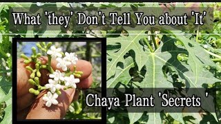 What You Should Know about Chaya Plant before Consumption Cnidoscolus aconitifolius Tree Spinach [upl. by Elynad199]