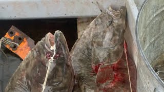 Goat Roping The Halibut Alaska [upl. by Twyla]