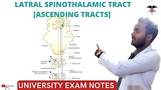 Lateral Spinothalamic tract  Ascending Tracts  Spinal cord  CNS Physiology [upl. by Stubbs]