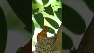 Orangeheaded thrush with babies wildlifephotography birding koustavbasuclickography [upl. by Stoecker]