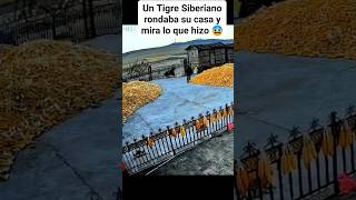 ☠️ TIGRE vs HUMANO ☠️ animales terror [upl. by Woodley533]