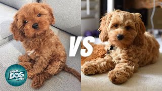 Cavapoo vs Cockapoo  Poodle Mix Breeds Comparison [upl. by Atteynot684]