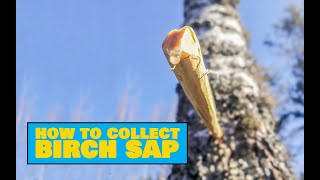 How to Collect Birch Sap  Easy Outdoors Drinks [upl. by Brufsky378]