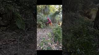 A Tree Fell Blocking The Only Path To Our House [upl. by Sokcin]