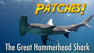 Friendly Hammerhead Shark Worlds most beautiful shark [upl. by Firahs891]