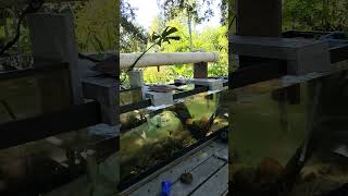 What do we get done roday floridalife tanklife pondlife [upl. by Ordisy]