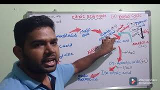 Krebs cycle or TCA cycle or Citric acid cycle in Telugu amp how many NADH ATPs [upl. by Brine198]