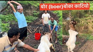 बोर बोका काटियो bore boka katiyo बाख्रापालन bakhrapalan goatfarming [upl. by Gemperle]