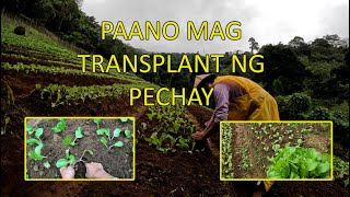 PAANO MAG TRANSPLANT NG PECHAY [upl. by Hanej]