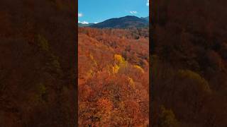 Pourquoi les Feuilles Changent de Couleur en Automne [upl. by Yetta]