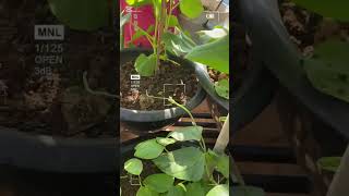 okra plant flowering on the terrace  mRau fruit rurallife naturalife farmernaturallife [upl. by Tound]