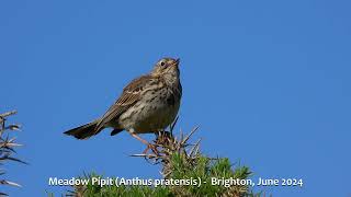 Meadow Pipit Anthus pratensis  Brighton June 2024 [upl. by Gowon978]