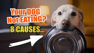 IS Your DOG Not EATING 🐶⚠️ Here Are 8 POSSIBLE Reasons [upl. by Senga175]