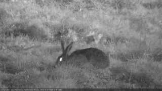 Zając szarak Lepus europaeus [upl. by Gytle]