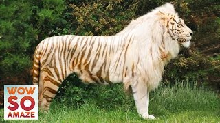 Top 5 Amazing Hybrid  CrossBreed Animals [upl. by Aerdnahc]