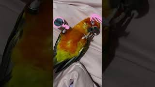 lovebird singing  lovebird  lovebird singing sounds Budgies76 [upl. by Etem]