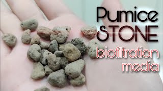 Stream Tank  Pumice Stone Biofiltration Media Eng Subs [upl. by Seymour]