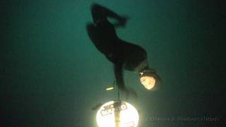 114m FIM Freediving world record [upl. by Rempe]