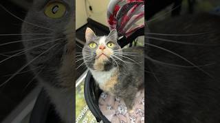 Three Conditions One Amazing Spirit Perfectly Different Cat specialneedscats catstory cats [upl. by Aikenahs]