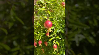 Punica Granatum melograno nature garden shorts PiùVerde giardinierebasiglio milano gardening [upl. by Rovner822]