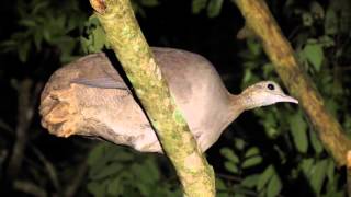 MacucoTinamus solitarius  Solitary Tinamou [upl. by Ahsieyk]