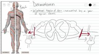 Dermatomes [upl. by Naicul709]