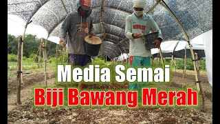 CARA MENYIAPKAN MEDIA SEMAI BAWANG MERAH DARI BIJI  TSS  Allium cepa [upl. by Phaih]