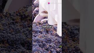 Traditional wine making in Georgia wine facts shorts europe [upl. by Gavette334]