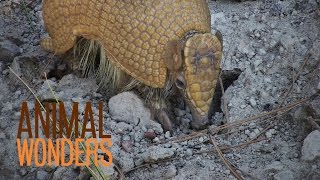 3 Banded Armadillos [upl. by Adnilreh249]