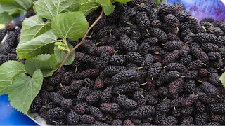 Modern Blackberry Agriculture Technology  Amazing Blackberry Harvesting amp Blackberry Farming [upl. by Nnairet43]