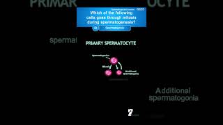 Which of the following cells goes through mitosis during spermatogenesis quiz humananatomy [upl. by Hawley]