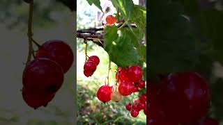 Redcurrant fruits [upl. by Hawley395]