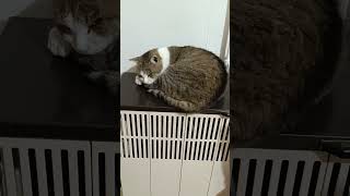 Nelson cat cica catlover katze kitten gatto cute kedi [upl. by Cath]