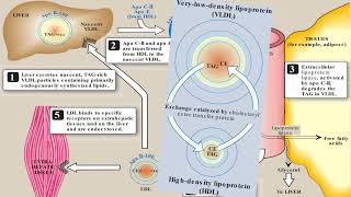 Metabolism of Lipids amp Fatty Acids  2nd Year MBBS  Lecture 11 [upl. by Akinit472]