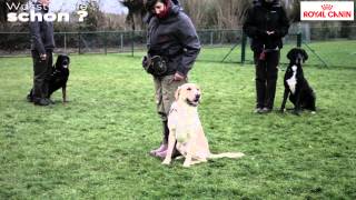 Hunde BasisTraining [upl. by Llezniuq]