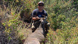 A Zone Deer Hunting Success  Backpacking in Deep into the Wilderness in California [upl. by Chisholm51]