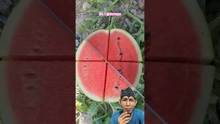 BAGI BAGI SEMANGKA  farmya watermelon fruit amazing food [upl. by Elletsirhc542]