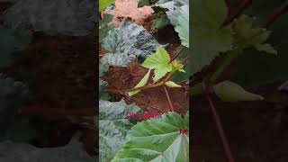 Okra plant at my home [upl. by Topping]