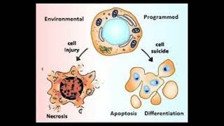 13 Cell biology  Apoptosis part1 شرح بالعربي [upl. by Phares]