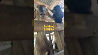 Kambing sapera jenis kambing perah dari silangan sanen peranakan etawa [upl. by Guarino337]