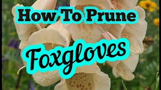 How to prune foxgloves [upl. by Trinee]