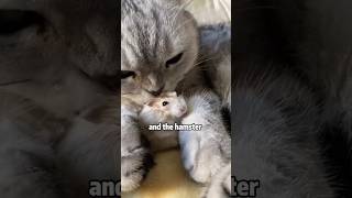 How to stop hamster from destroying your house shortvideo rescue cute funny cat animals [upl. by Frodina198]