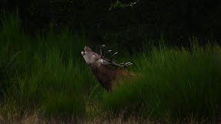 Le brame du cerf en Limousin à la rencontre de la photographe naturaliste Anada Joinet [upl. by Cash]