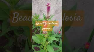 Celosia plant flower plantbeautiful nature garden flower 😍 [upl. by Matthei]