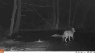 Westhampton Trail Cam Coyotes [upl. by Astrix]