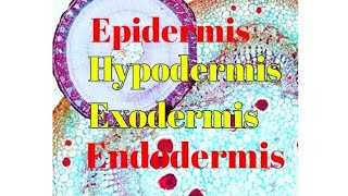 Epidermis Endodermis Exodermis Hypodermis Epiblema  Exodermis amp Hypodermis in plant anatomy [upl. by Eylhsa]