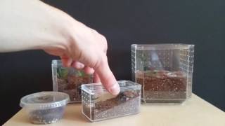 Easy Spiderling and Tarantula Enclosures From Hobby Lobby Display Cases [upl. by Sayer]