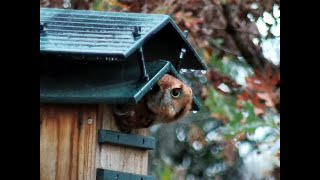 Live from the Owl Box [upl. by Joline240]