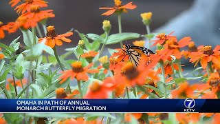 Omaha in path of animal monarch butterfly migration [upl. by Ccasi83]